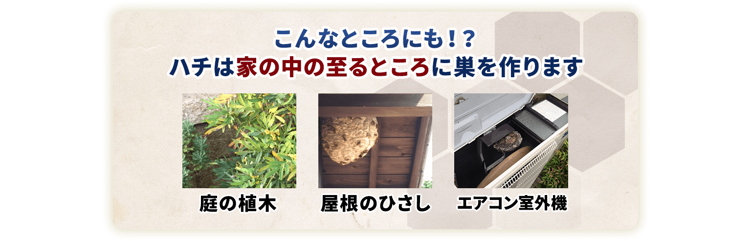 こんなところにも！？ハチは家の中の至るところに巣を作ります