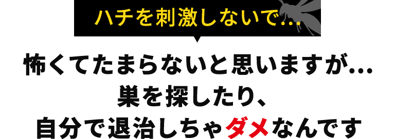 怖くてたまらないと思いますが… 巣を探したり、自分で退治しちゃダメなんです