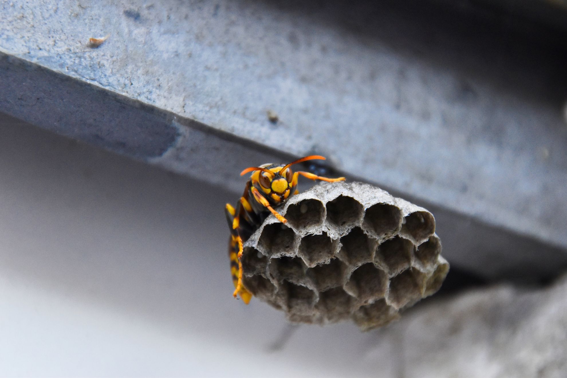 冬に蜂の巣を駆除する方法とは 蜂の活動時期や駆除する際の注意点などについて紹介 ハチお助け本舗 ハチの巣駆除