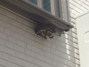 窓下にあるアシナガバチの巣