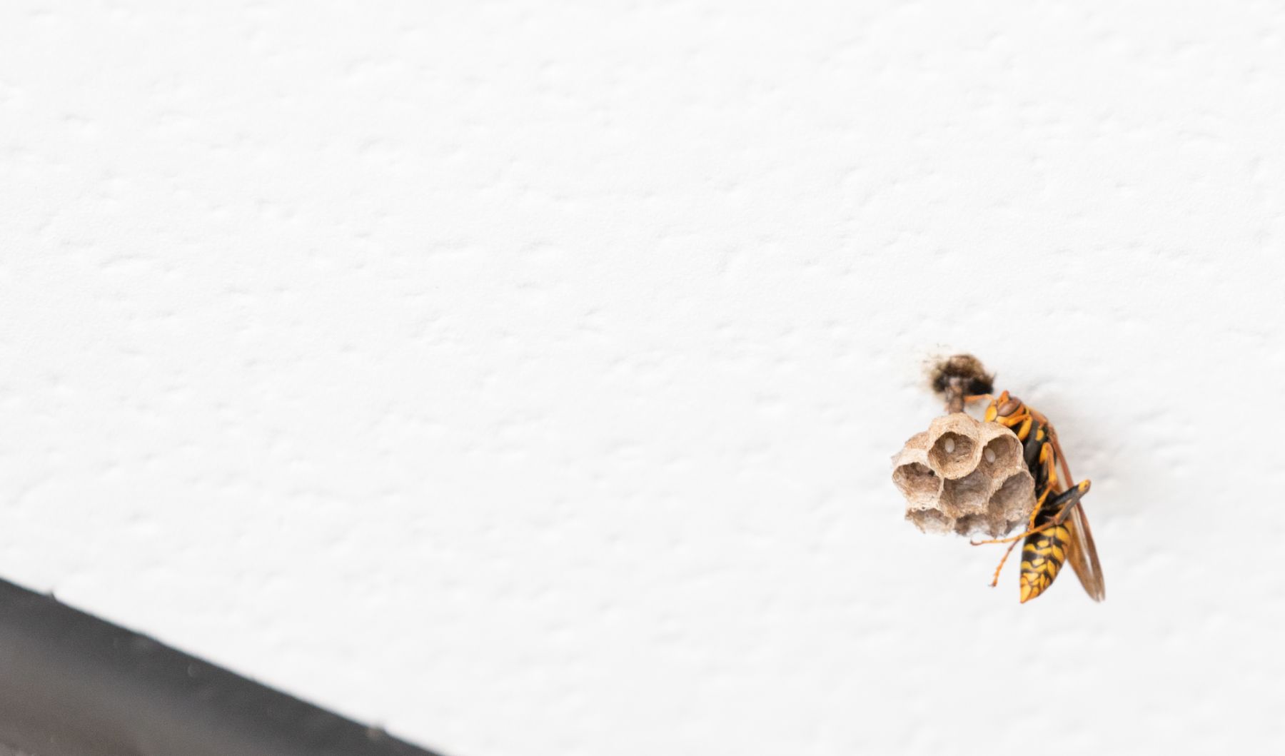 壁に巣をつくる蜂