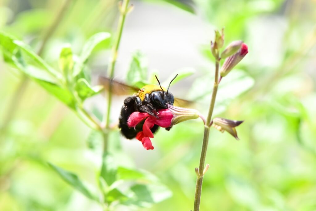 花にとまるクマバチ