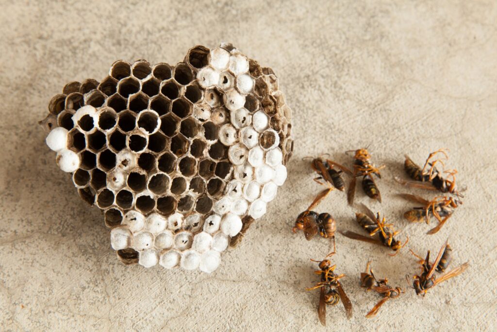 蜂と蜂の巣