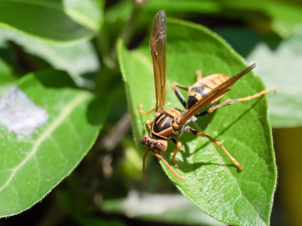 送料込み 蜂に注意してくださいプレート 蜂 アシナガバチ スズメバチ ミツバチ メタルサイン Warning 即発送可能