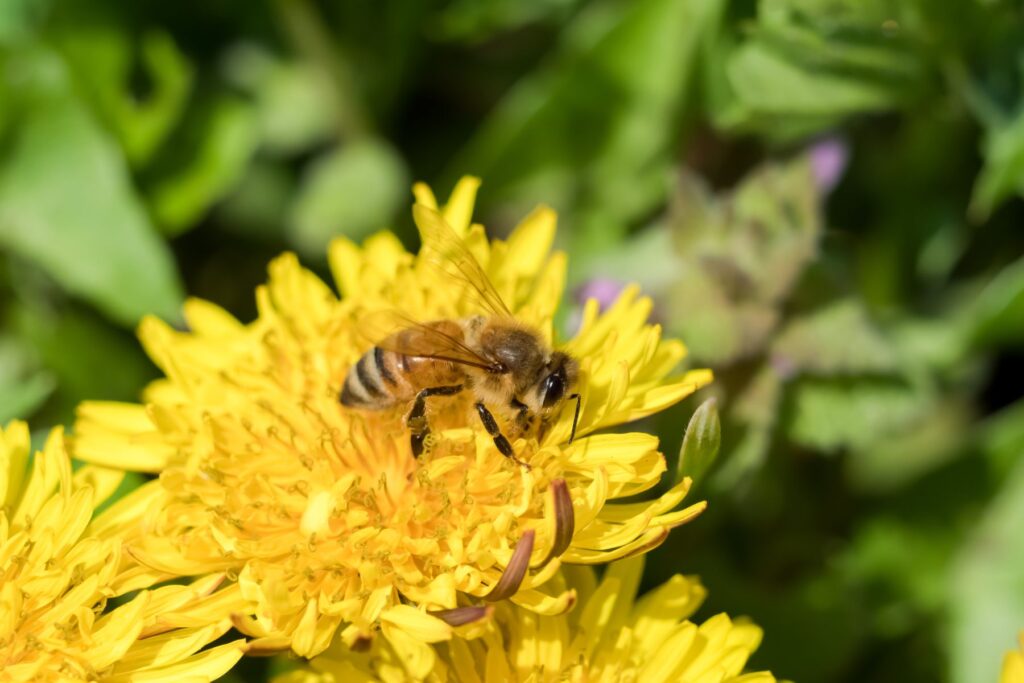 花にとまるミツバチ