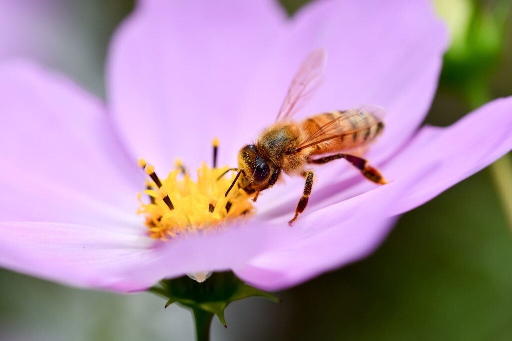 花にとまるミツバチ