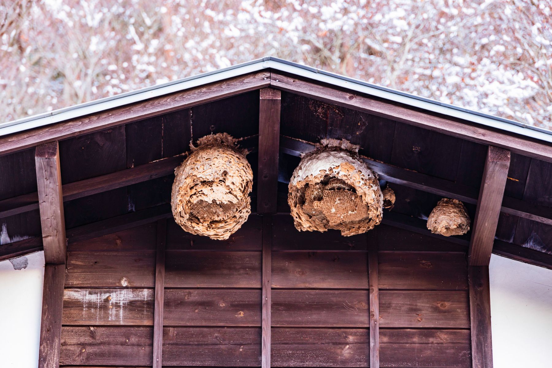 蜂の巣駆除におすすめの時期とは 巣ができる原因や駆除する際の注意点を解説 ハチお助け本舗 ハチの巣駆除