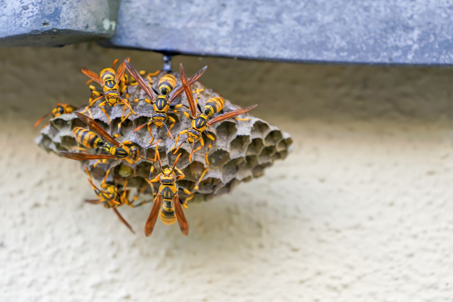 蜂の巣の駆除は夜に行なうのがおすすめって本当 夜に駆除する方法を解説 ハチお助け本舗 ハチの巣駆除