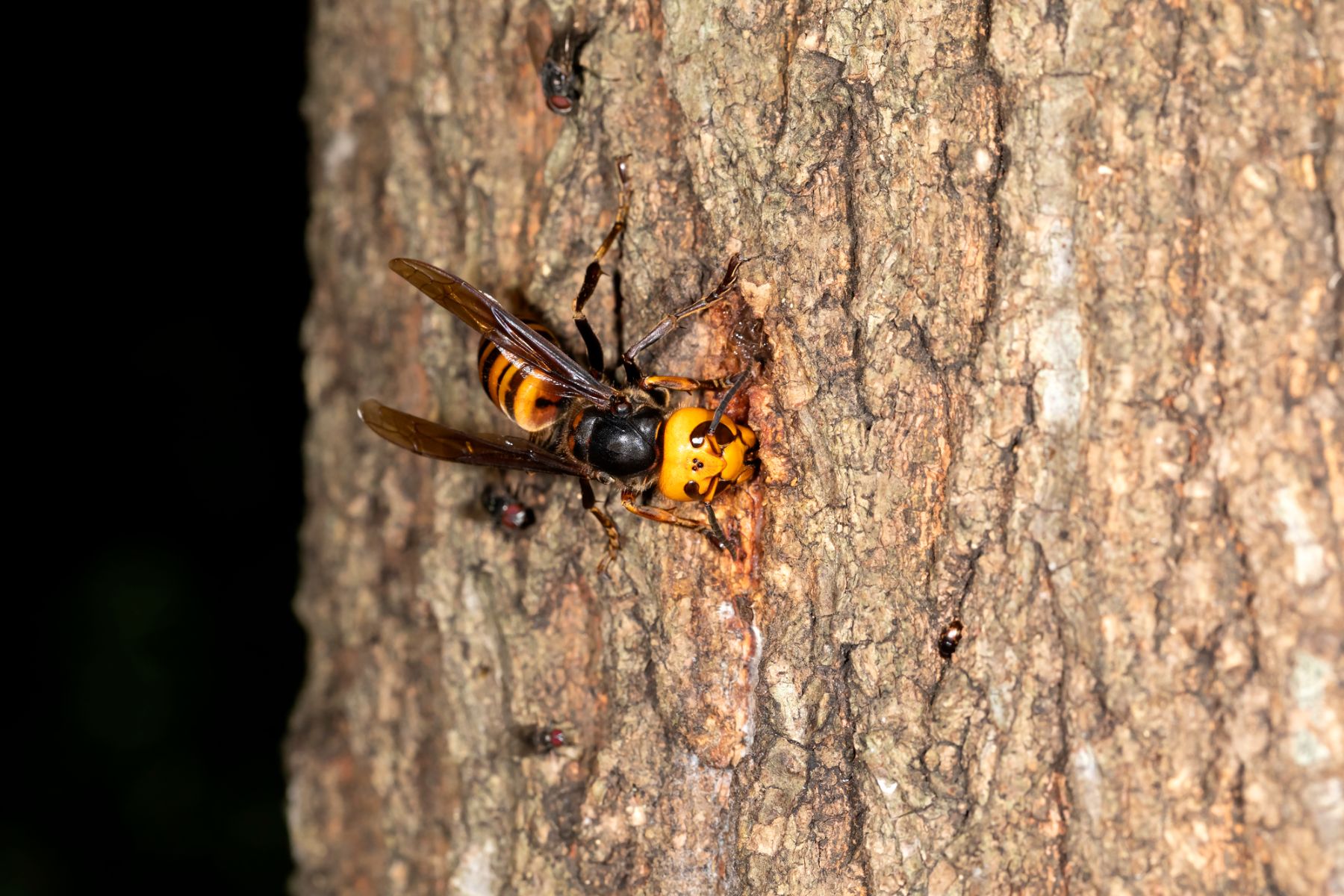 スズメバチの駆除は夜が最適 駆除方法や予防対策を紹介 ハチお助け本舗 ハチの巣駆除