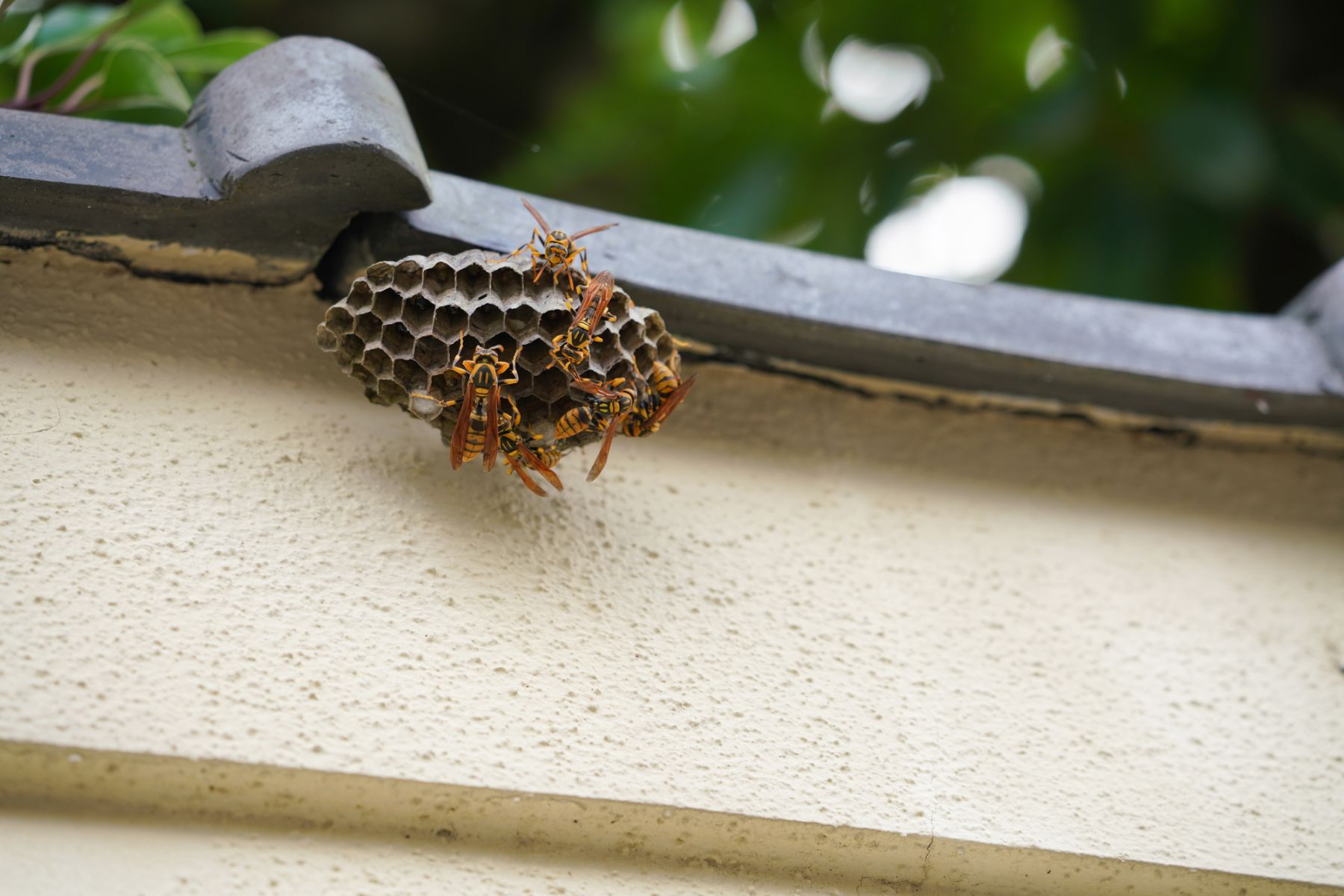 蜂の巣の種類 特徴や発見した際の対処法を詳しく解説 ハチお助け本舗 ハチの巣駆除