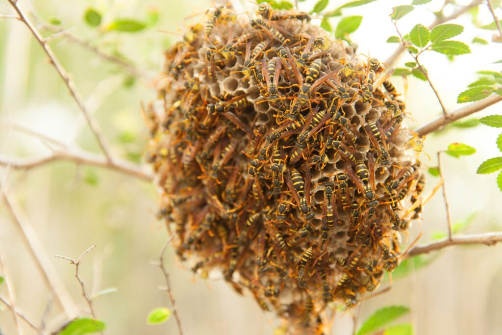 アシナガバチの巣と蜂の群れ