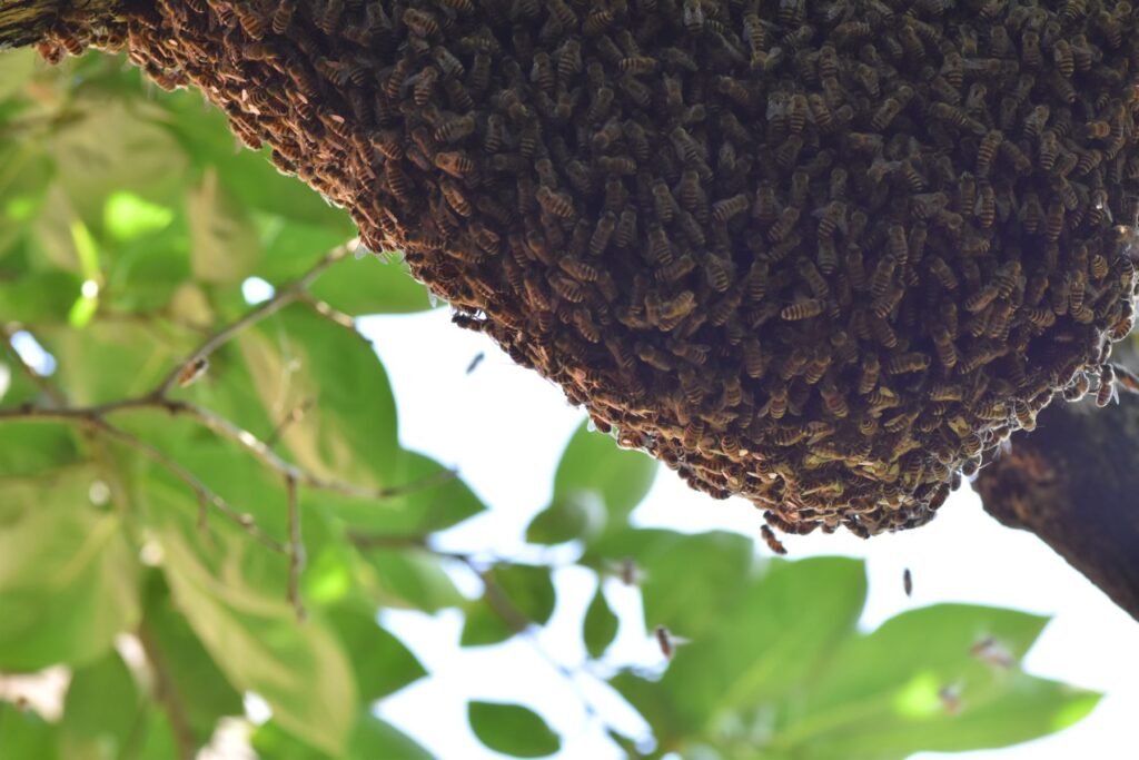 巣に群れるミツバチ