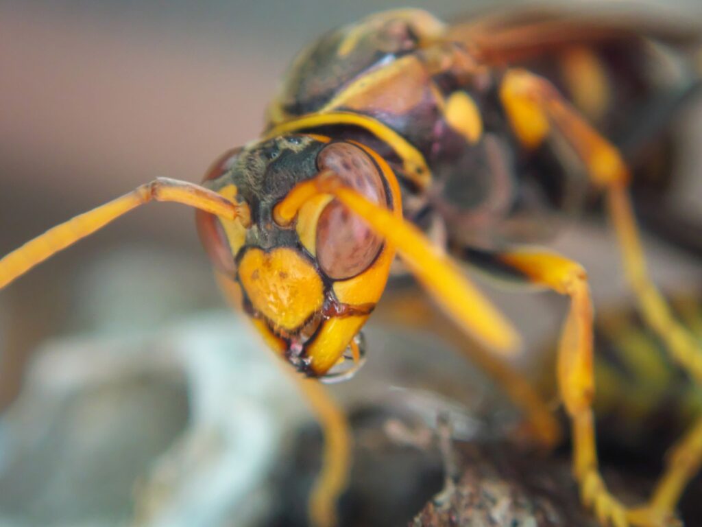アシナガバチの駆除に最適な時間帯とは 巣を駆除する2つの方法も解説 ハチお助け本舗 ハチの巣駆除 アシナガバチの駆除に最適な時間帯とは 巣を駆除する2つの方法も解説 ハチお助け本舗 ハチの巣駆除