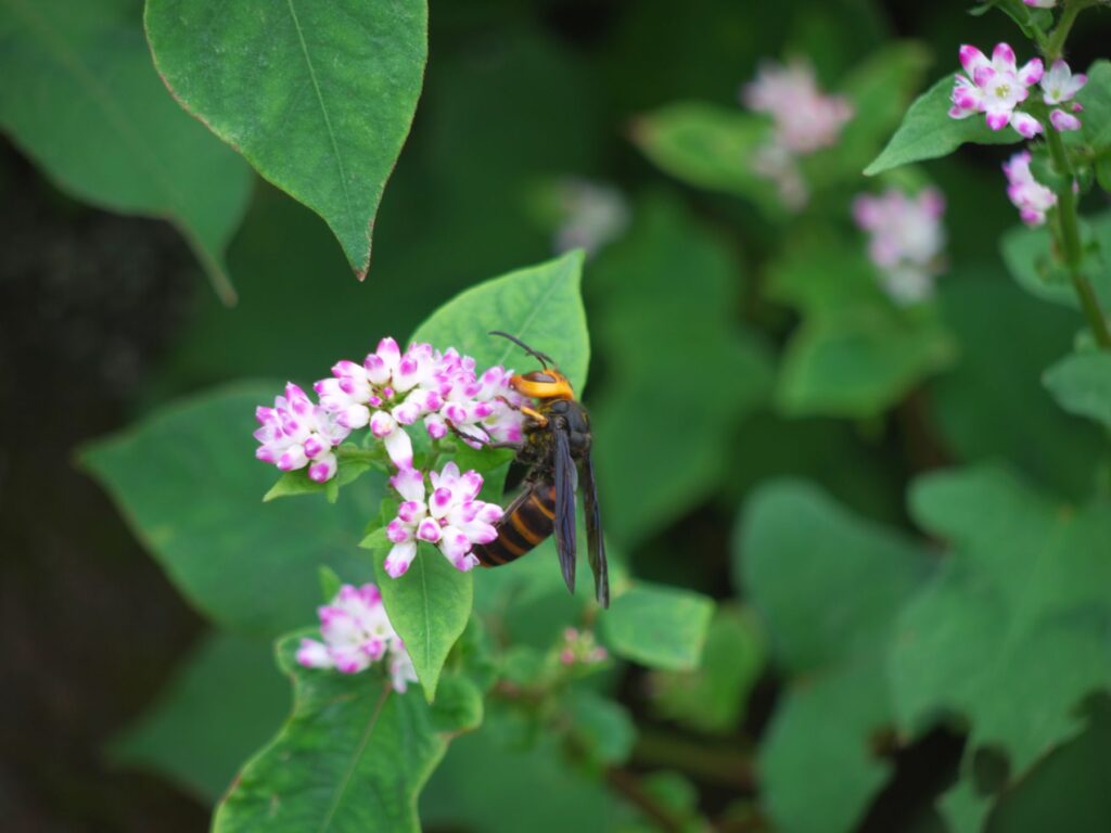 花にとまるスズメバチ