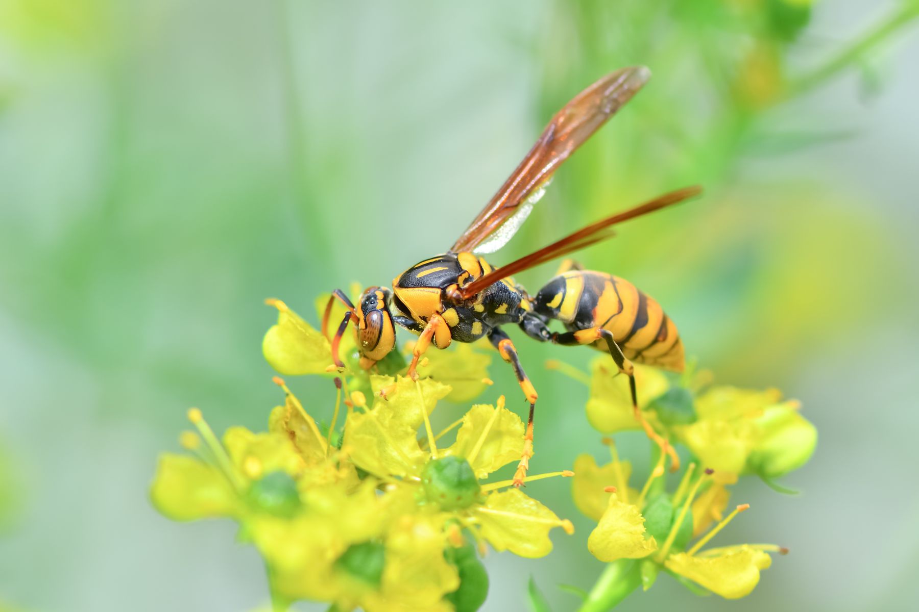 アシナガバチの巣は放置していても良いの 放置しておく危険性や対処法を紹介 ハチお助け本舗 ハチの巣駆除
