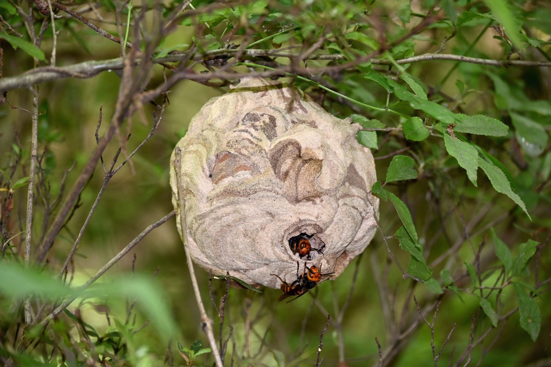 巣にとまる蜂