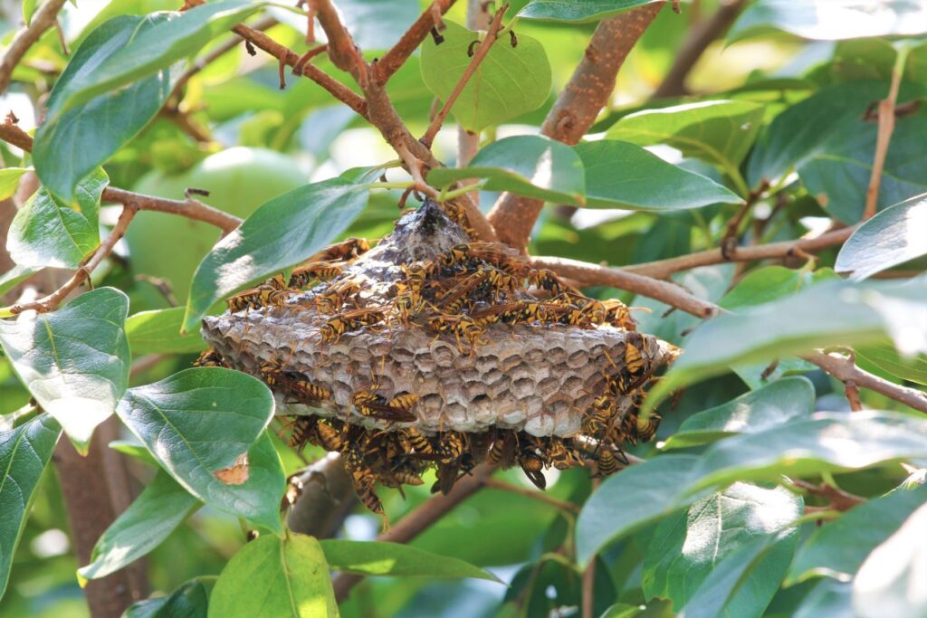木にできた蜂の巣