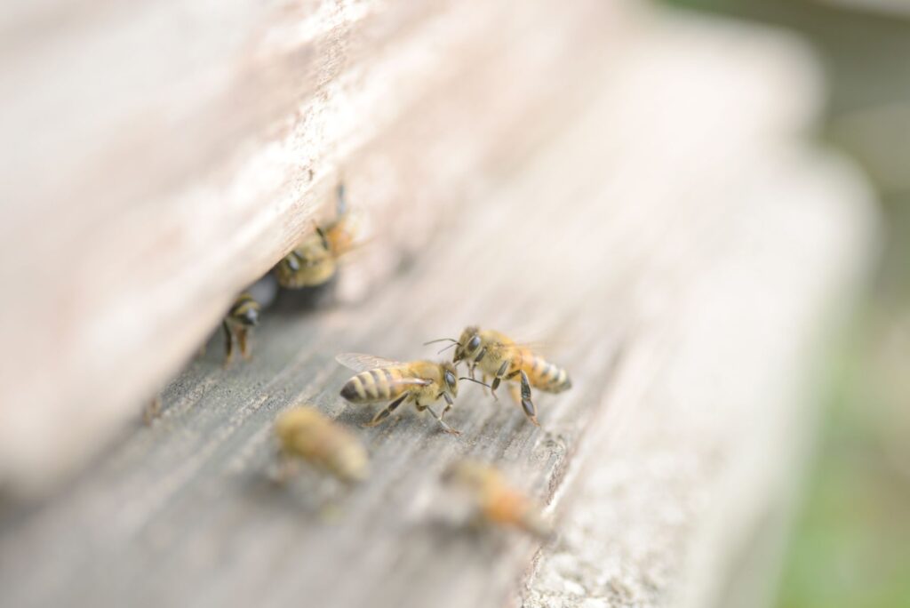 群がるミツバチ