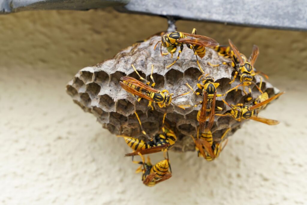 蜂の巣の種類|特徴や発見した際の対処法を詳しく解説！ | ハチお助け 