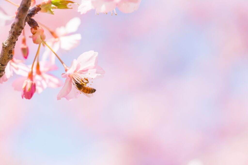 桜にとまる蜂