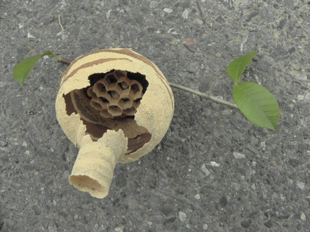 作りかけのスズメバチの巣