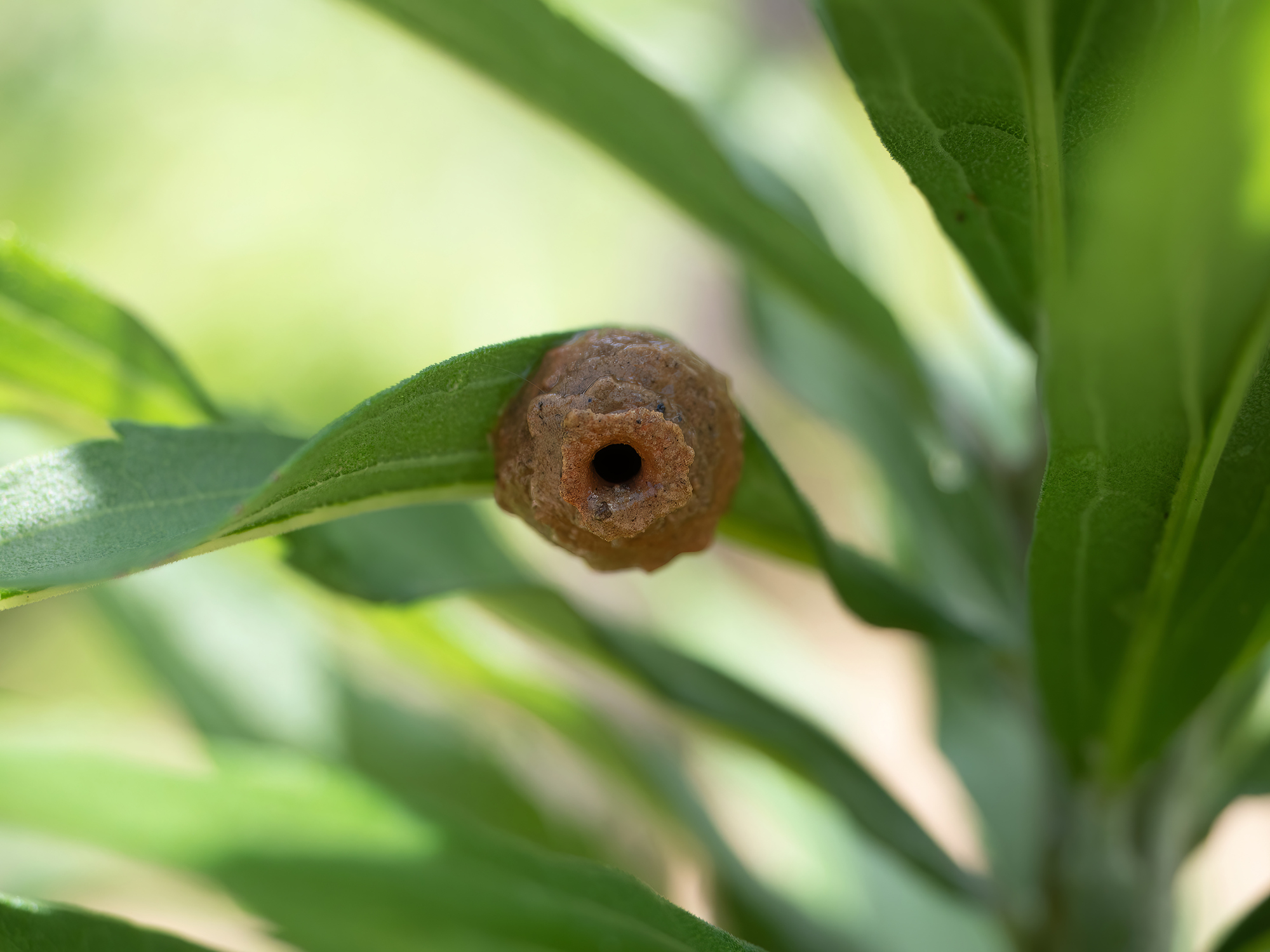 ドロバチはどんな蜂?危険性は低く巣の駆除も簡単な益虫 | ハチお助け本舗