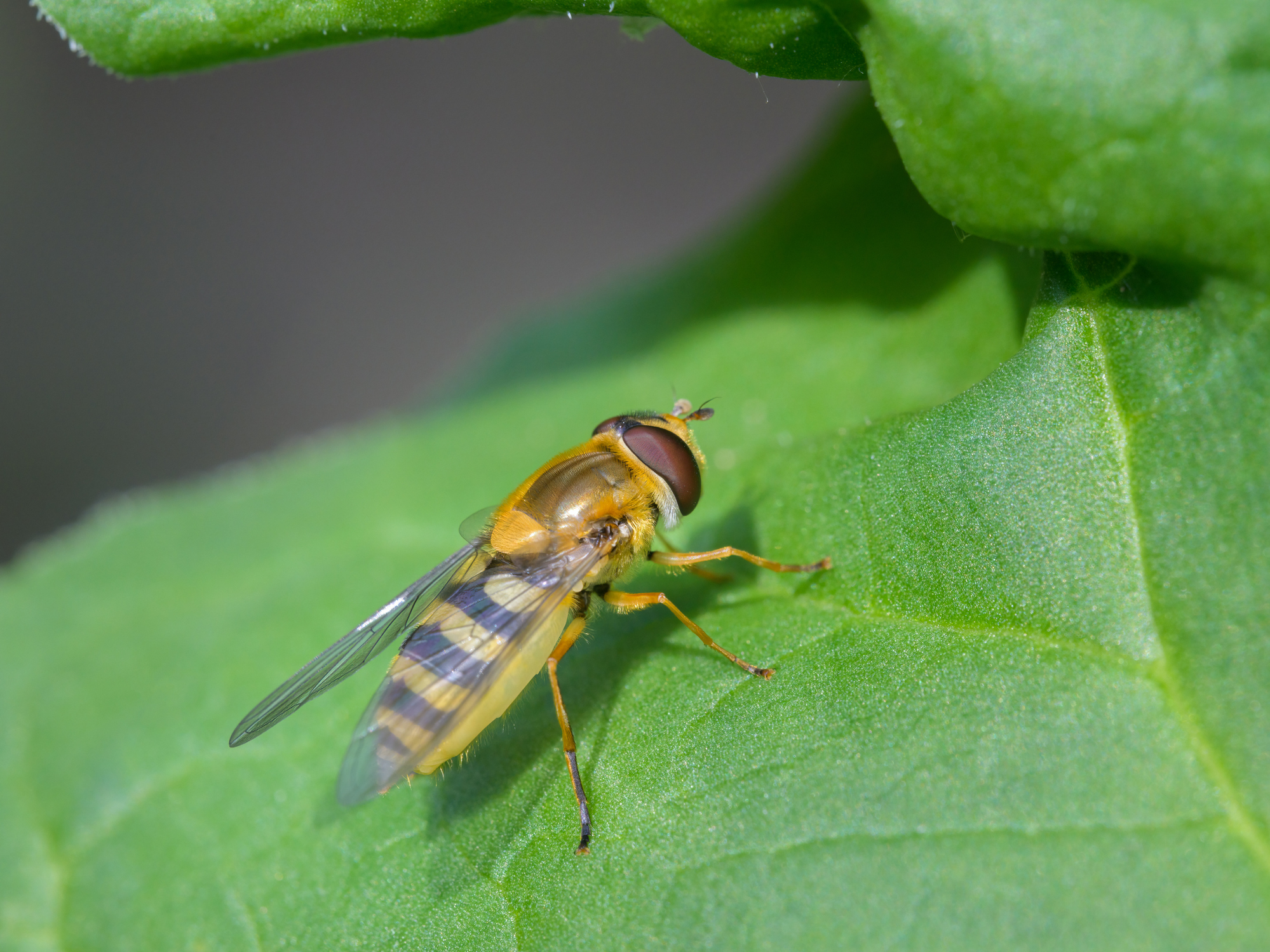 蜂みたいな虫18種類を紹介!アブは人を噛むので要注意 - ハチお助け本舗