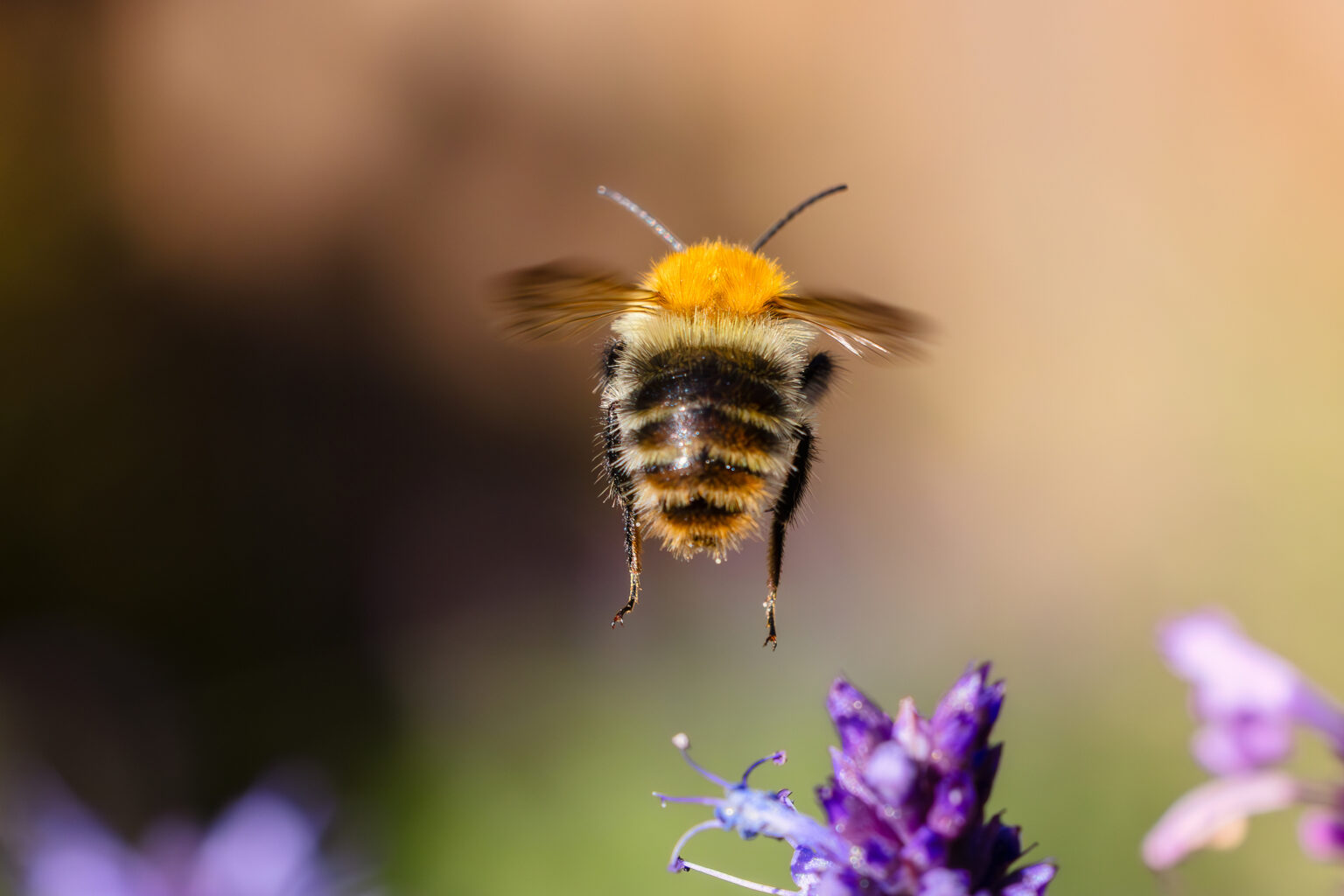 ミツバチの分蜂とは？見つけても近づかず様子をうかがおう - ハチお助け本舗