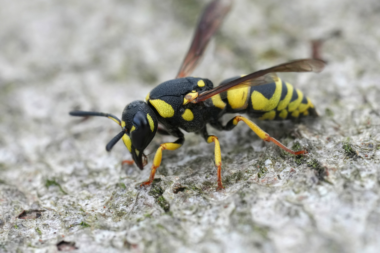 ドロバチはどんな蜂?益虫の側面がある日本の19種類を画像付きで紹介 | ハチお助け本舗