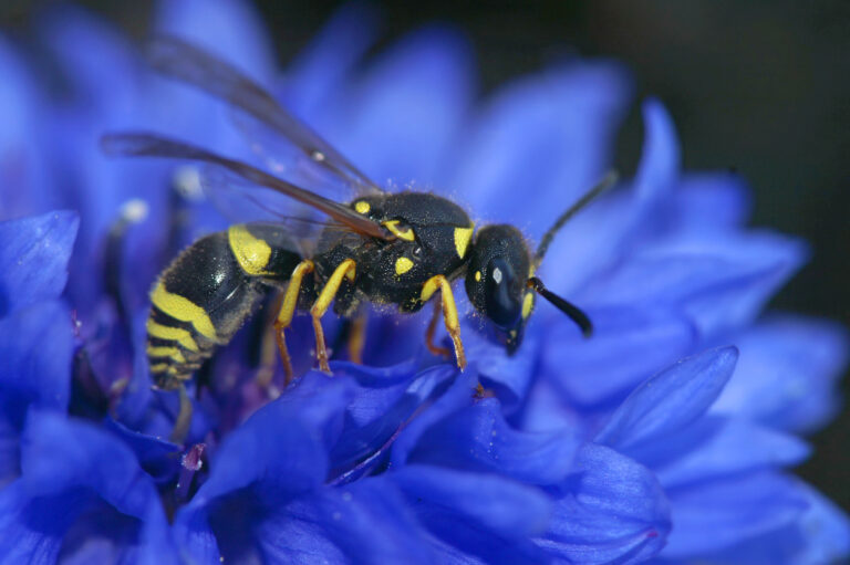 ドロバチはどんな蜂?危険性は低く巣の駆除も簡単な益虫 | ハチお助け本舗