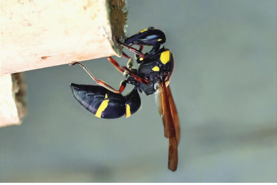 ドロバチはどんな蜂？益虫の側面がある日本の19種類を画像付きで紹介