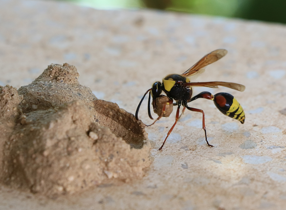 ドロバチはどんな蜂?益虫の側面がある日本の19種類を画像付きで紹介 | ハチお助け本舗